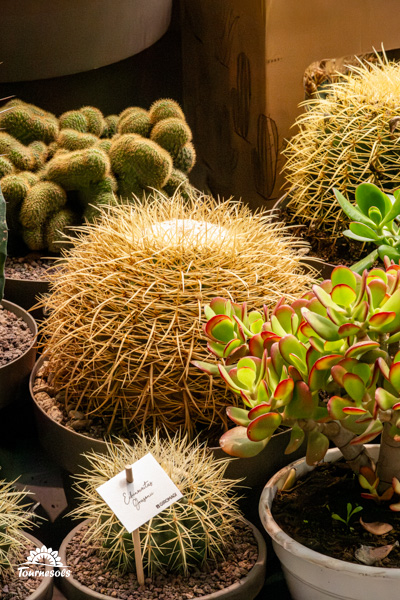 Close-up d'un cactus Coussin de Belle-mère vert et épineux dans un pot en terre cuite, idéal pour la décoration d'intérieur.